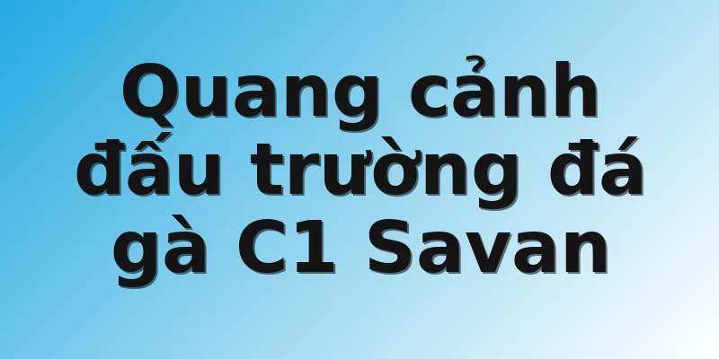 Quang cảnh đấu trường đá gà C1 Savan