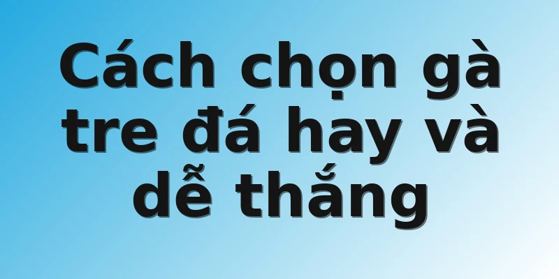 Cách chọn gà tre đá hay và dễ thắng 